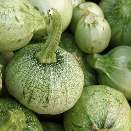COURGETTE RONDE