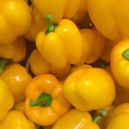 POIVRON JAUNE