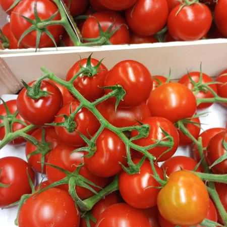 TOMATE COCKTAIL GUSTATIVE