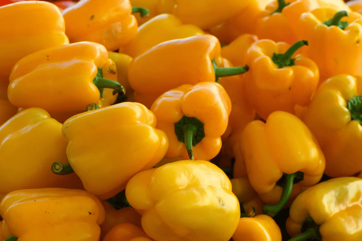 POIVRON JAUNE
