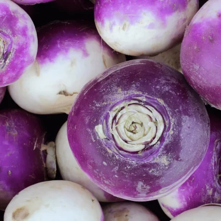 RAVE VIOLETTE NOUVELLE