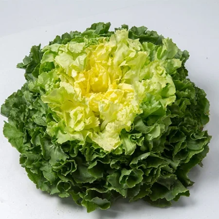SALADE SCAROLE