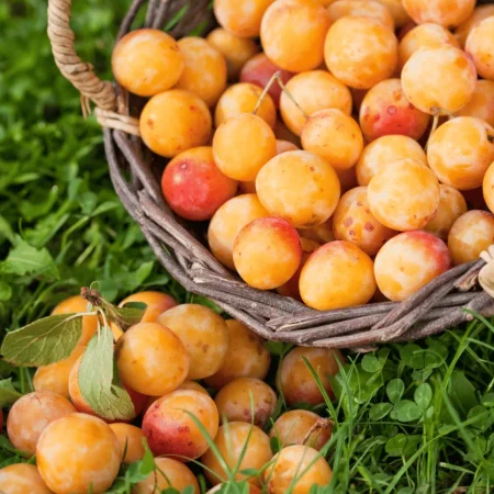 PRUNE MIRABELLE PANIER 1KG