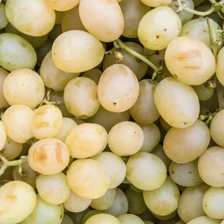 RAISIN MUSCAT BLANC