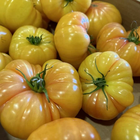 TOMATE ALLONGEE COEUR JAUNE