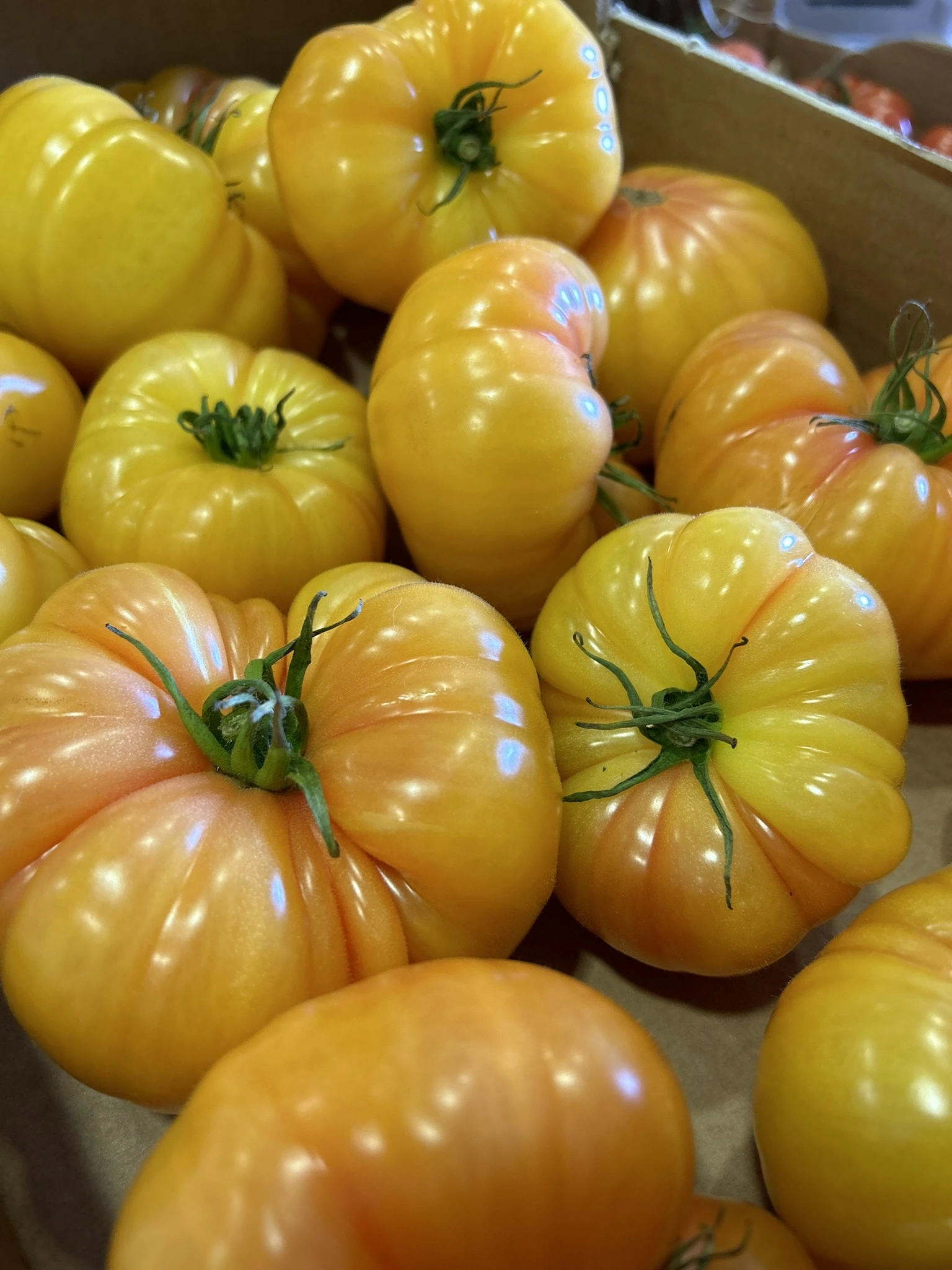 TOMATE ALLONGEE COEUR JAUNE