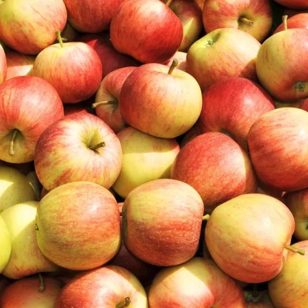 POMME REINE DES REINETTES 10KG