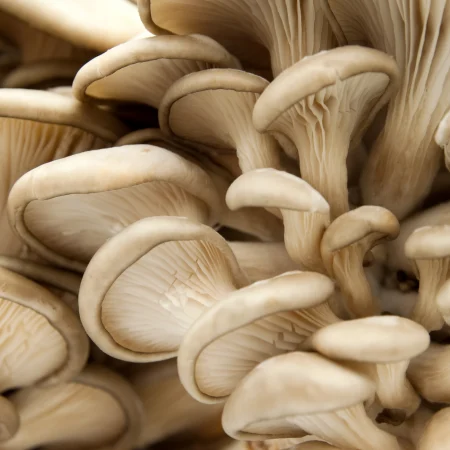 CHAMPIGNON PLEUROTE 500GR