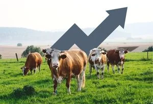 Vaches dans un champ avec flèche bleu dans le fond, montrant l'augmentation du prix de la viande de boeuf