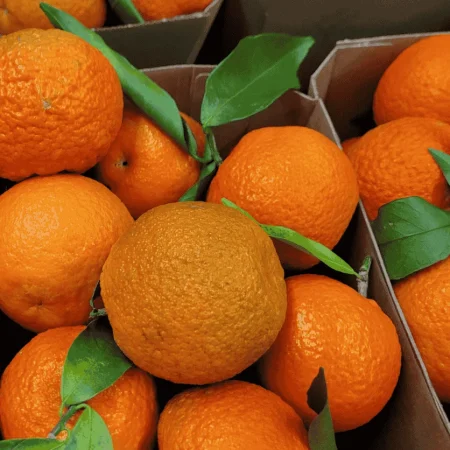 CLEMENTINE CORSE 2.5KG