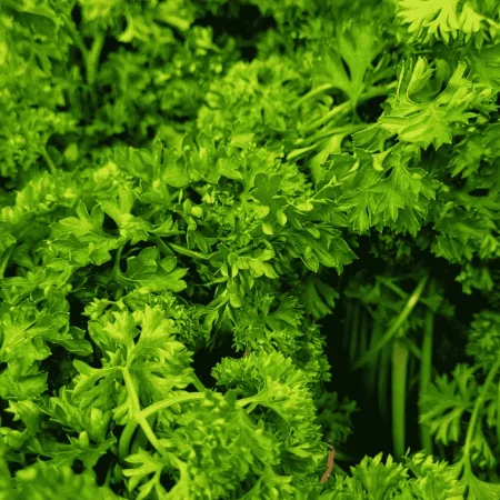 PERSIL FRISE
