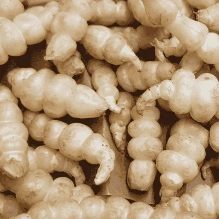 CROSNES
