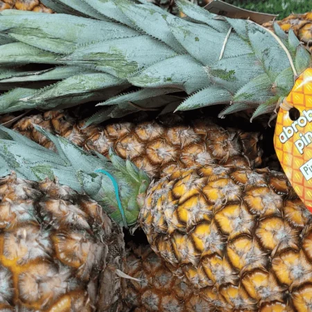 ANANAS PAIN DE SUCRE