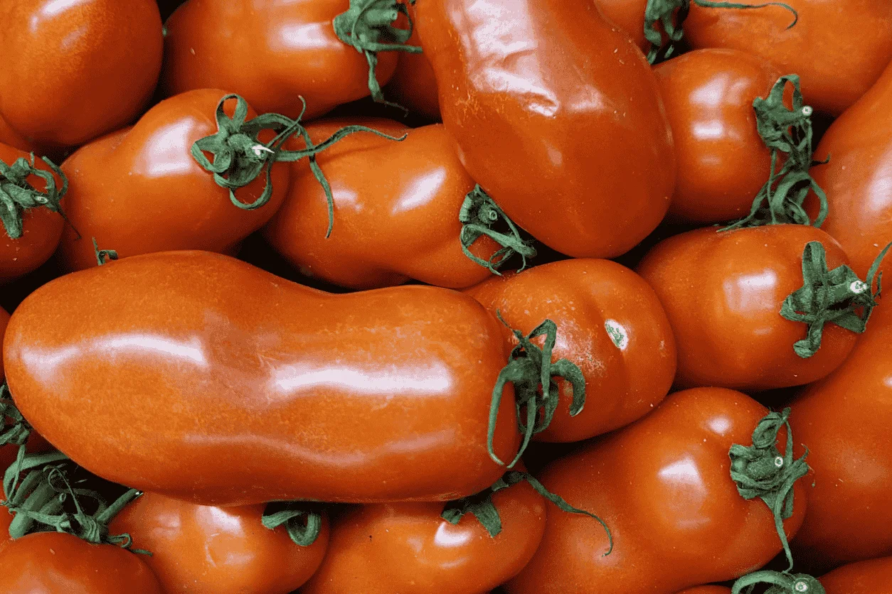 TOMATE ALLONGEE SAN MARZANO