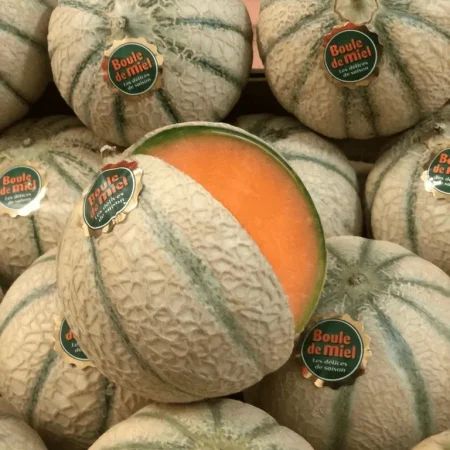 MELON boule de miel