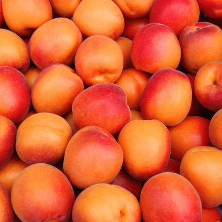 ABRICOT PRICIA PANIER 1KG