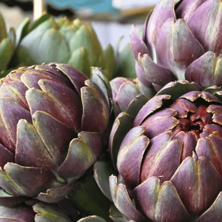 ARTICHAUT VIOLET