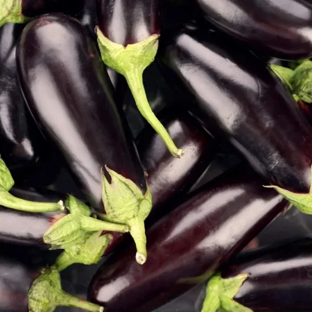 AUBERGINE