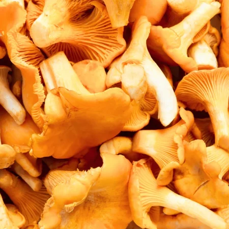 CHAMPIGNON GIROLLE 500GR