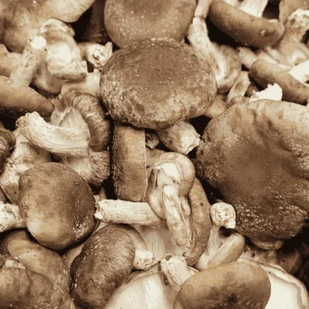 CHAMPIGNON SHIITAKE