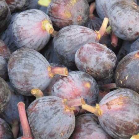 FIGUES FRAICHES BQ 500GR