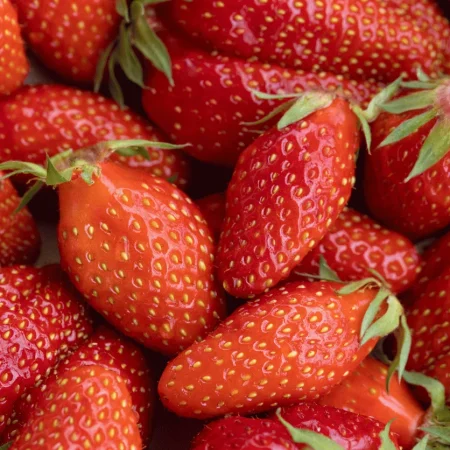 FRAISE GARIGUETTE 800GR