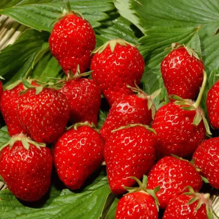 FRAISE Mara des bois 250Gr