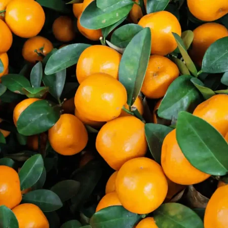 MANDARINE TANGO FEUILLE