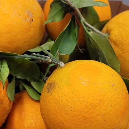 ORANGE SICILE BIO 2.5KG