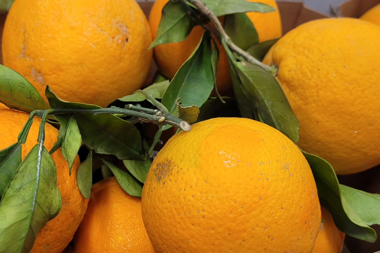 ORANGE SICILE BIO 2.5KG