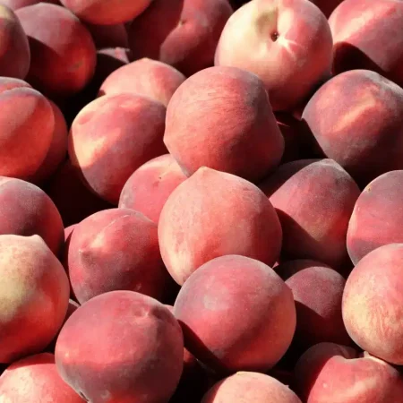 PECHE BLANCHE . ENV.4KG