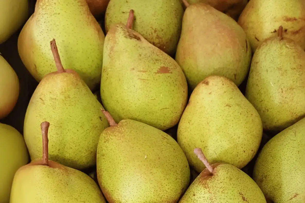 POIRE COMICE de nos vergers