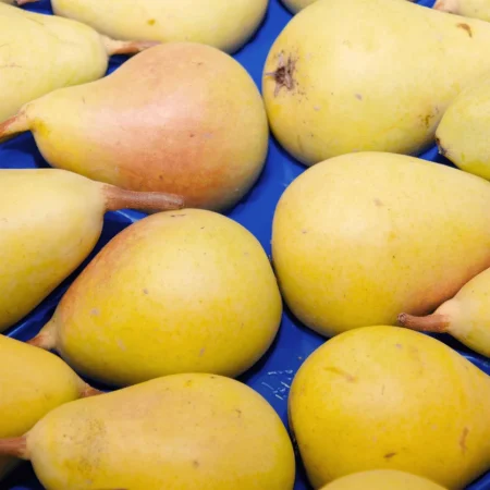 POIRE GUYOT PANIER 2.5KG