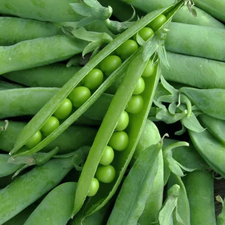 POIS MANGETOUT