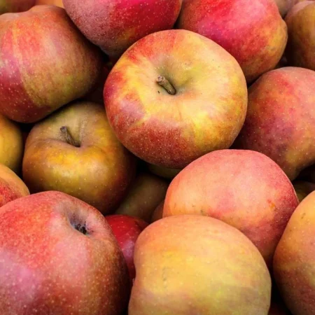 POMME BOSKOOP de nos vergers