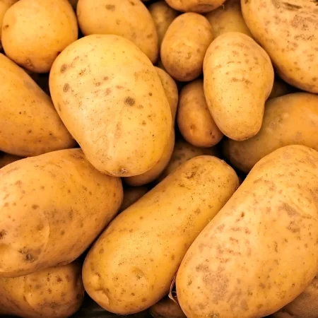 Pomme de terre ORCHESTRA 2.5KG