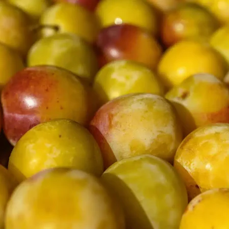 PRUNE JAUNE