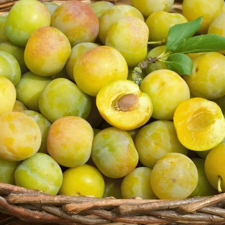PRUNE REINE CLAUDE PANIER 1KG