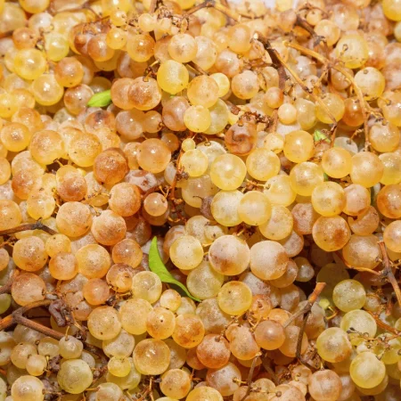 RAISIN CHASSELAS
