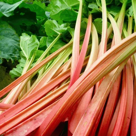 RHUBARBE