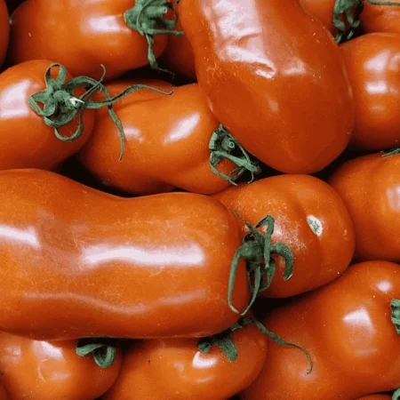 TOMATE ALLONGEE SAN MARZANO