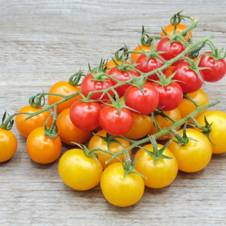 TOMATE CERISE GRAPPE COULEUR