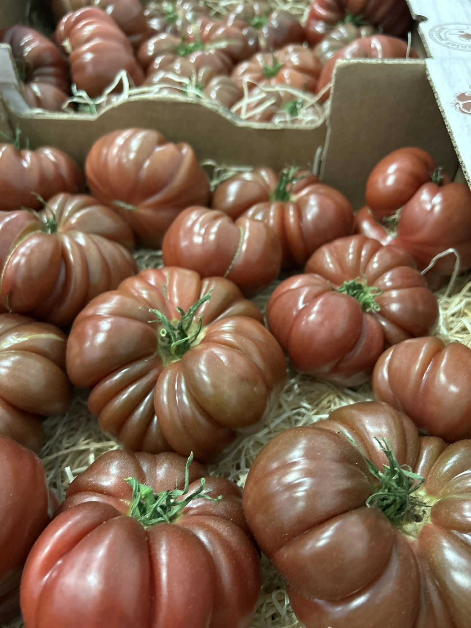 TOMATE COTELEE NOIRE de CRIMEE