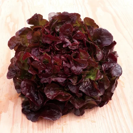 SALADE FEUILLE CHENE BRUNE