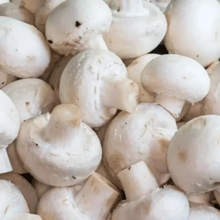 CHAMPIGNON