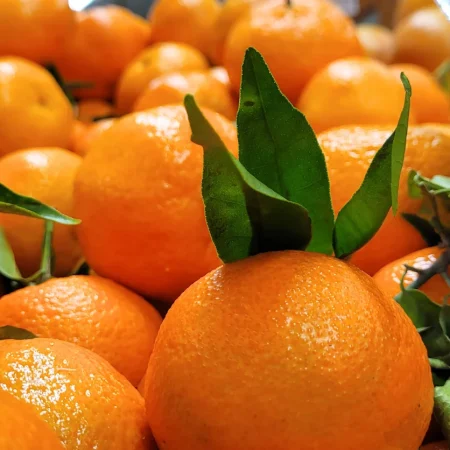 CLEMENTINE FEUILLE