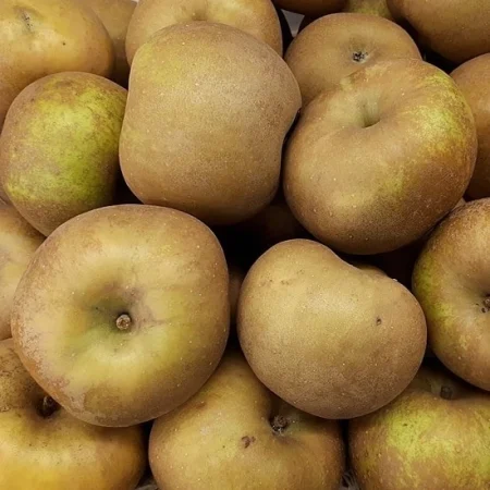 POMME CANADA GRISE 10 KG de nos vergers