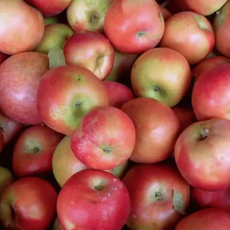 POMME IDARED