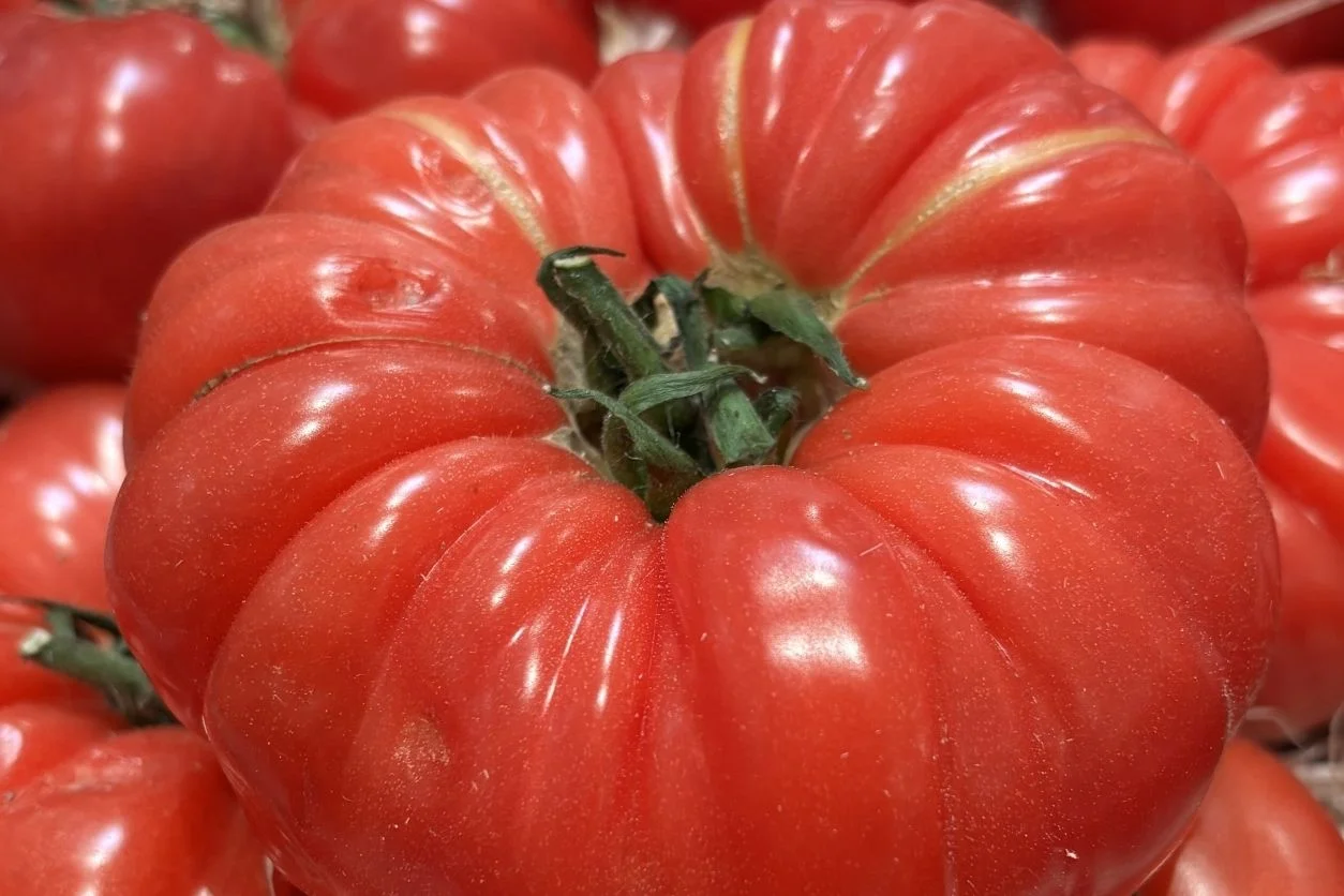 TOMATE COTELEE ROSE