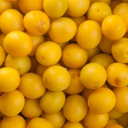 PRUNE JAUNE
